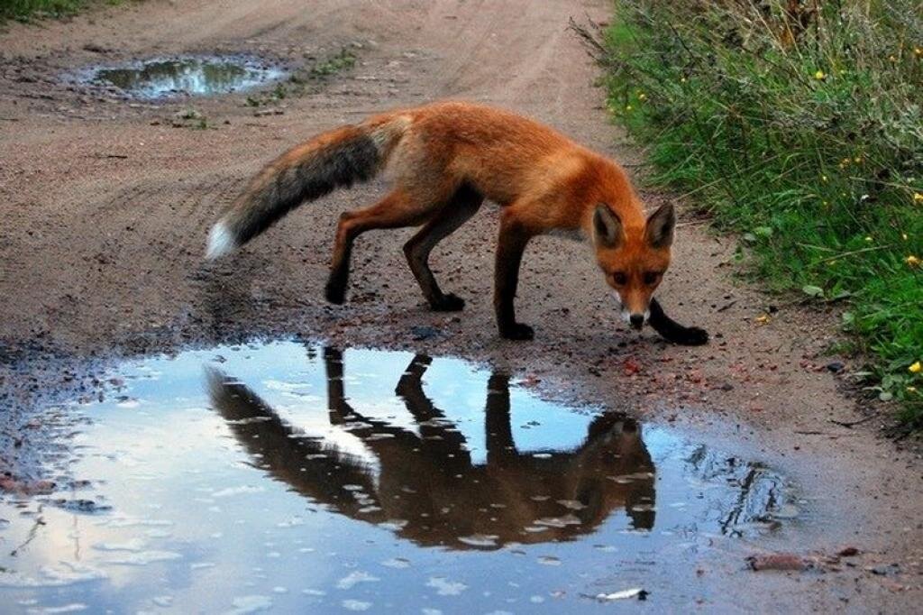 Да не медведей надо бояться, а диких собак и лис! Многие не представляют, насколько они могут быть опасны!