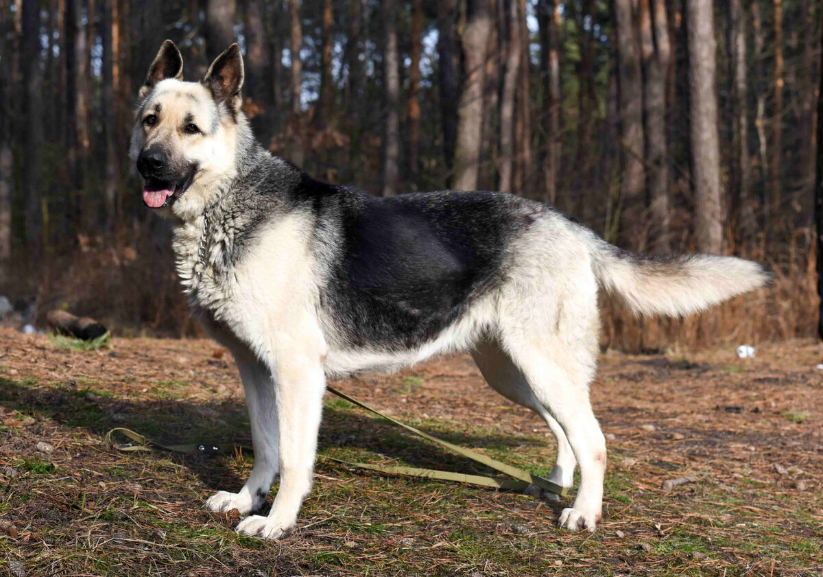 фото: veodog.com