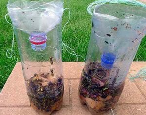 Как избавиться от муравьев на участке: самодельные ловушки