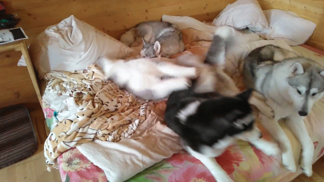 Это еще из старого дома, Айсан как всегда у задней стенки))