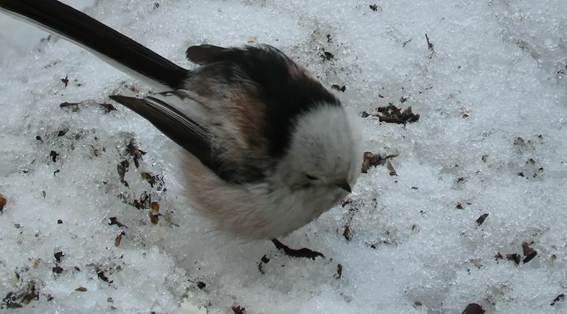 Фото из собственного архива. Видео для 8 серии снято агентом Н.Мишле.