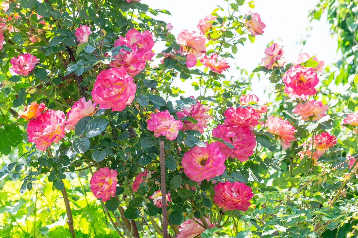 2. Куст более светлых роз.