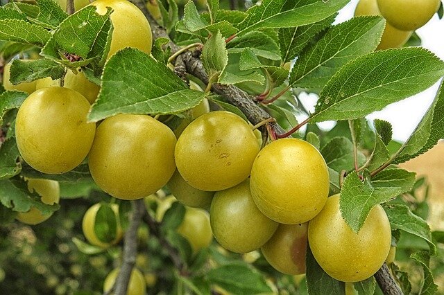 Фото с сайта pixabay.com