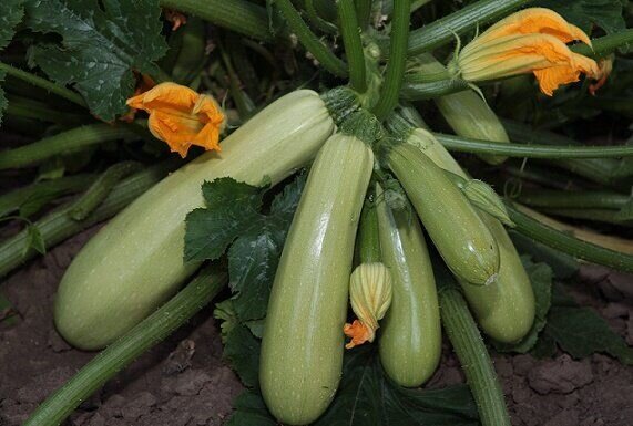 Урожайный кабачок