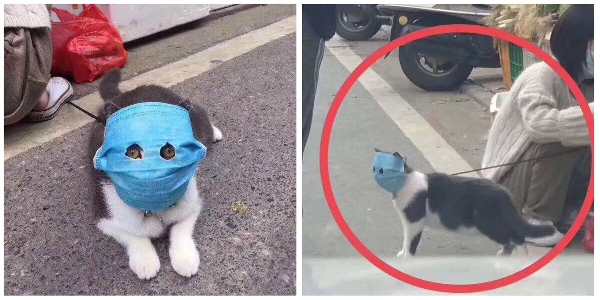 Даже кошка подготовилась