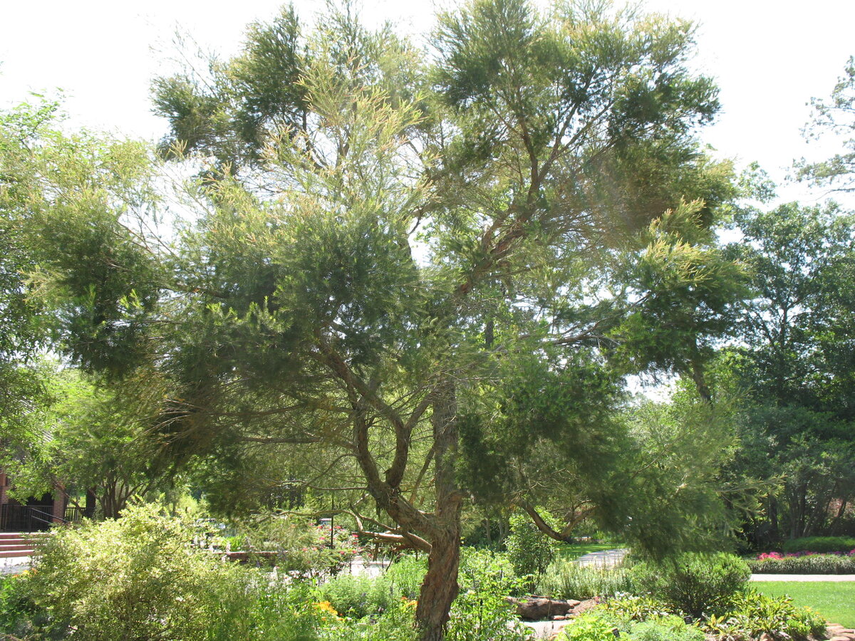 Австралийское чайное дерево. Фото из открытых источников.