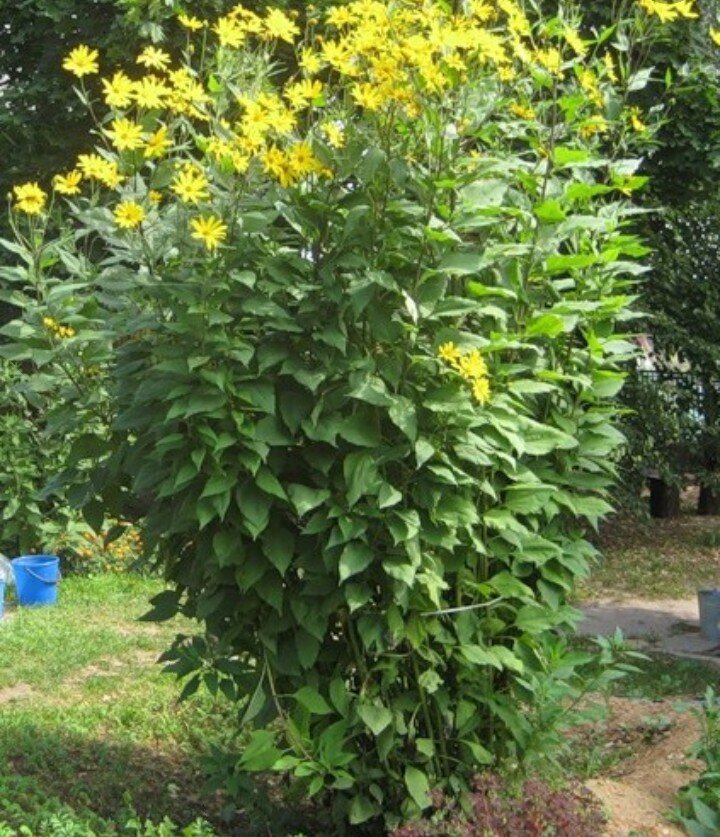 Топинамбург