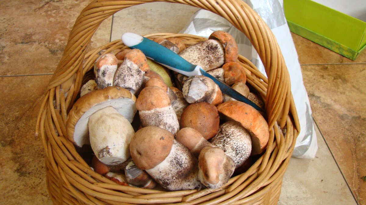 Грибы 2016. Тоже - високосные...