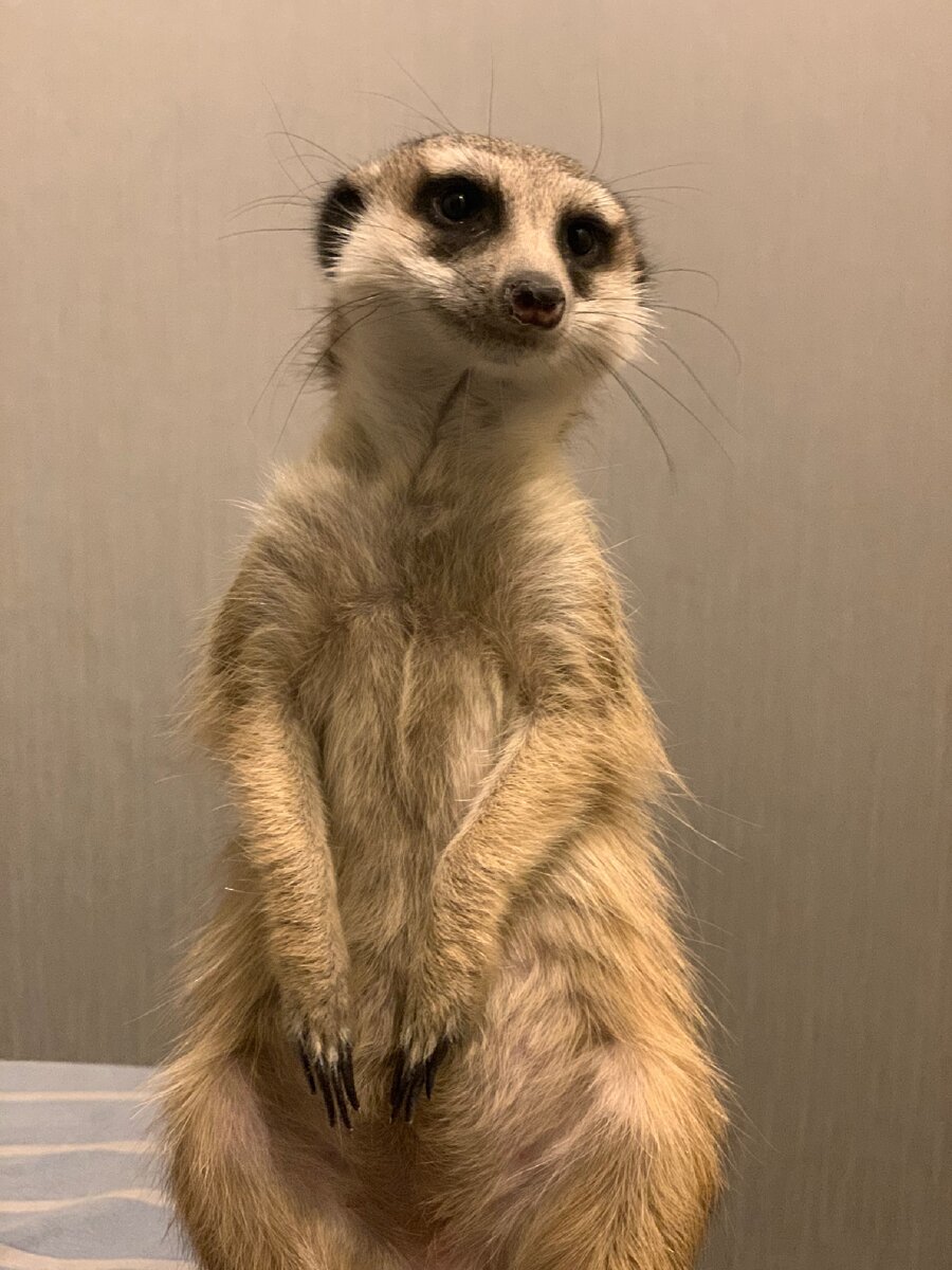 Африканец в России, неутомимый копатель