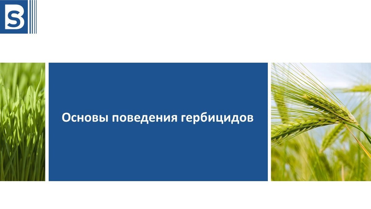 Источник фото: Станислав Борисов