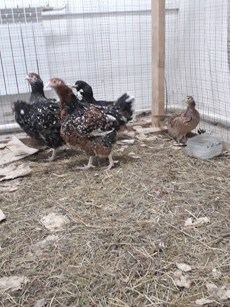 Наши красавицы курочки.