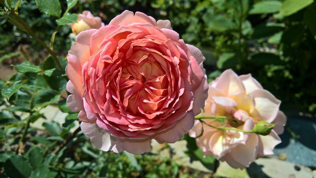 Даймонд джубили роза фото и описание
