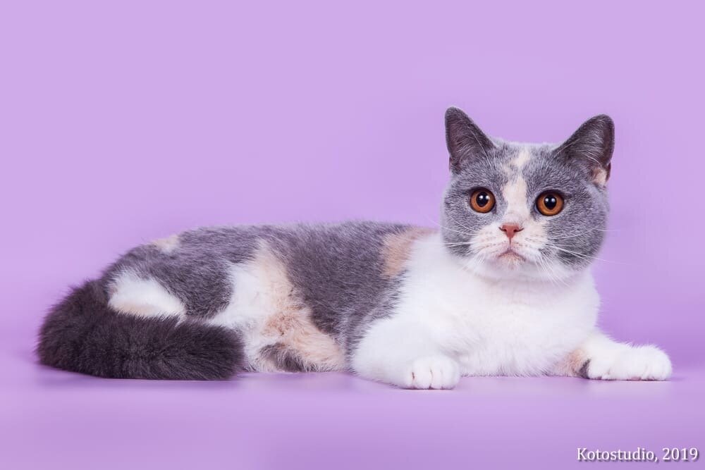 британская кошка из питомника House Arletta British