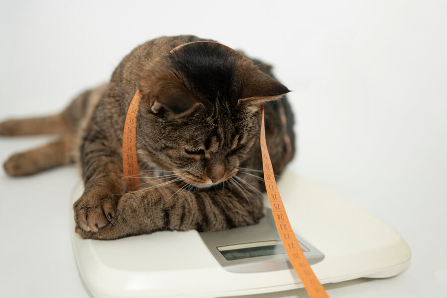 Невозможно определить универсальный вес для всех кошек - правильный вес конкретной кошки зависит от многих факторов, таких как возраст, пол, телосложение и порода.-2