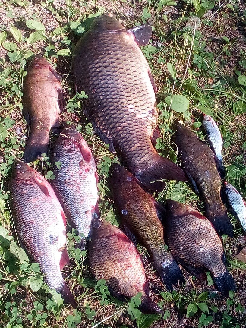Вот такой улов нам обещают на озере. Фото 2019 года
