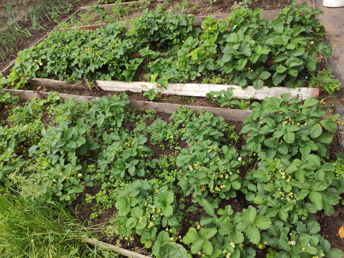 Клубника с сорняками