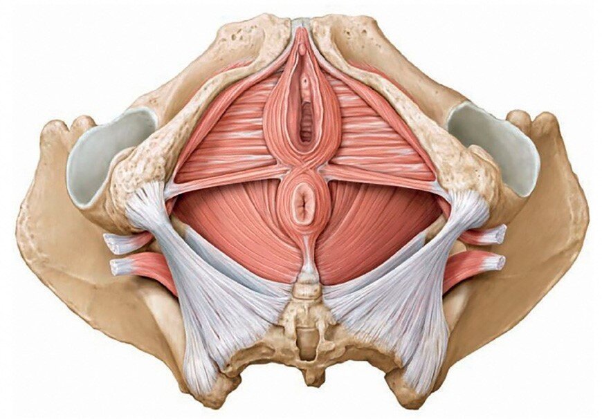 Половая анатомия женщины. Мышцы тазового дна у женщин анатомия. Леватор Ани мышцы тазового дна. Тазовое дно анатомия. Анатомия диафрагма и мышцы тазового дна.