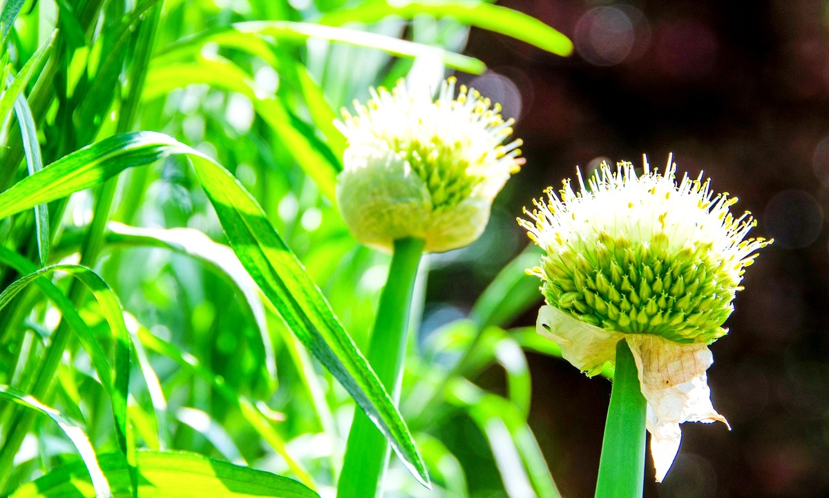 В странах Востока эстрагон добавляют к козлятине, на Кавказе — к баранине, во Франции — к говядине, в Армении — к рыбе, в Украине используют в сыроварении.