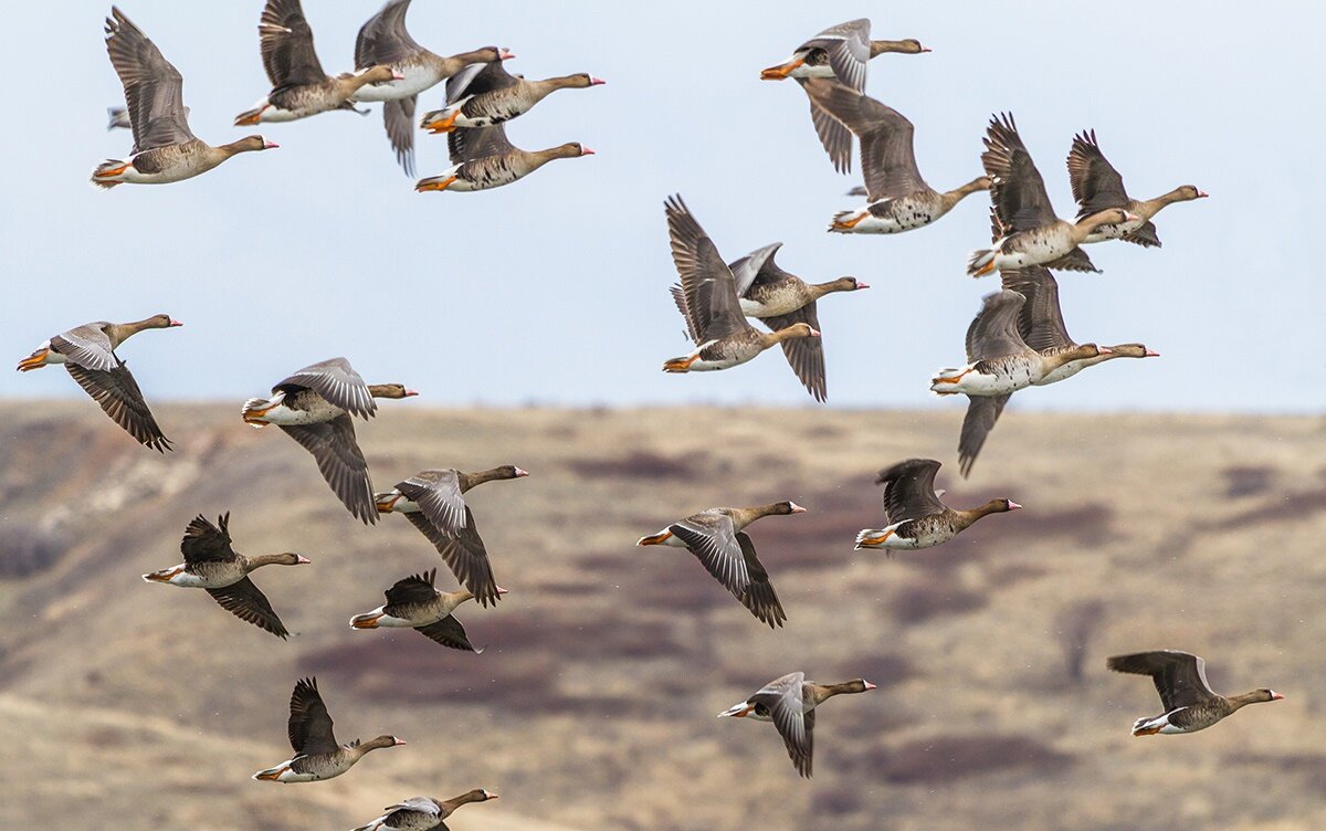 Стая белолобых гусей в полете...