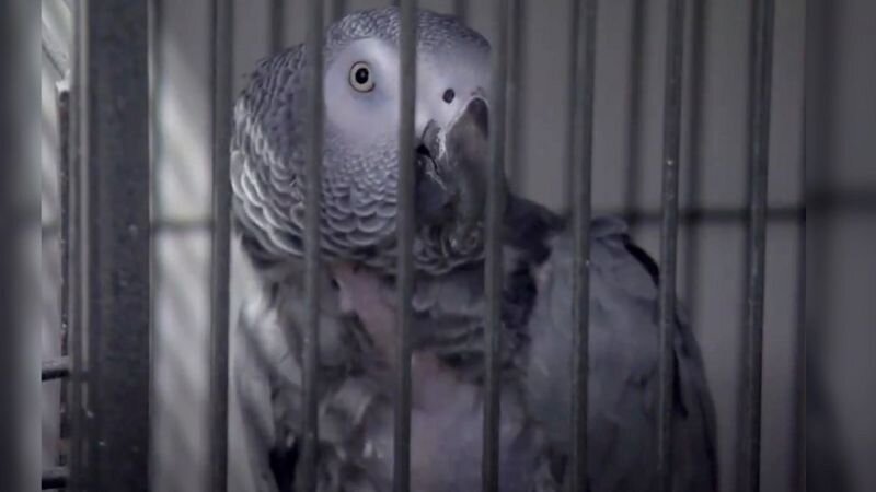 Осеннее обострение в зоопарке: пять матерящихся попугаев и страус нетрадиционной ориентации