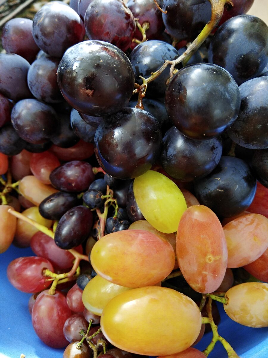 На этом фото удалось собрать гигантский Фараон, великолепного Виктора, Аметиста Новочеркасского и Эффект