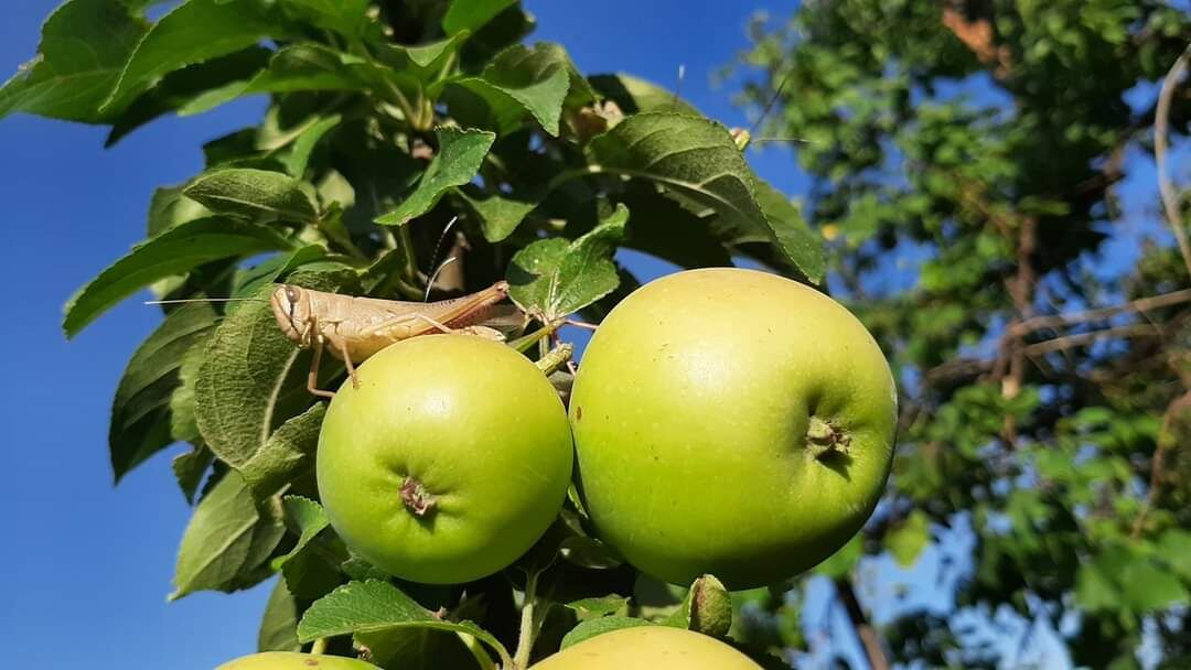 Саранча на яблоньке. А в листве еще усики торчат. Яблоки не поела. Я сама успела.)) Все же яблочки молодильные, мне полезнее.