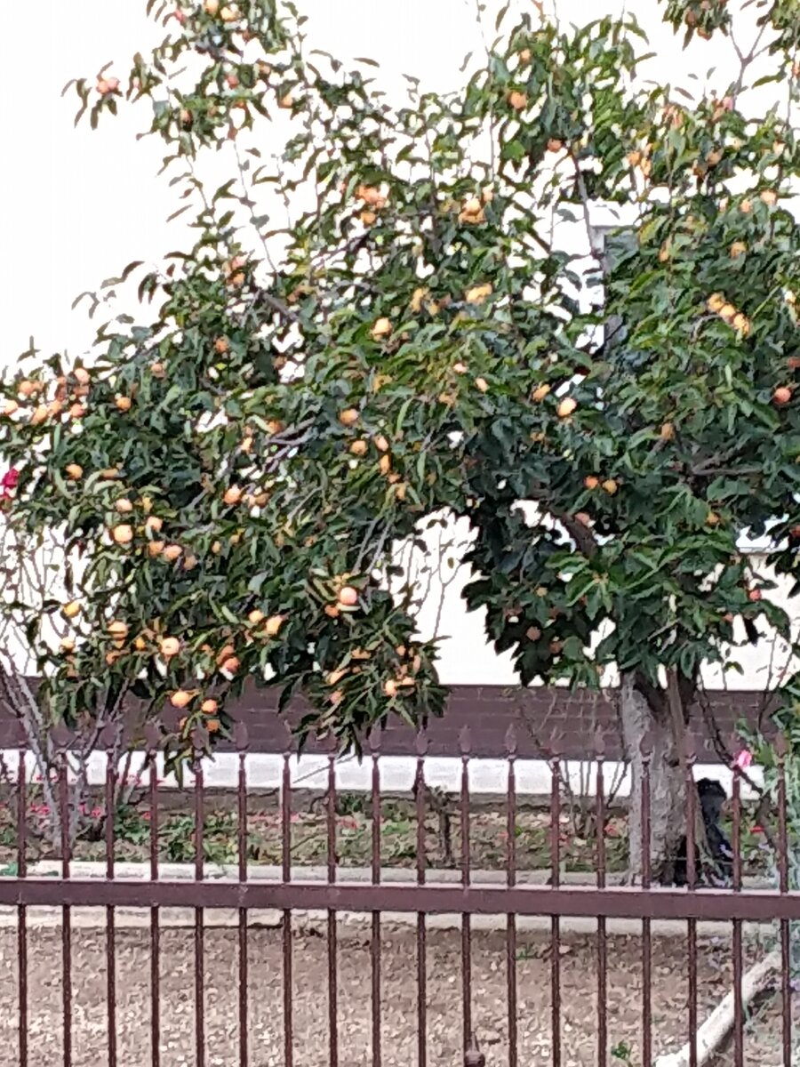 Это хурма сверкает оранжевыми боками.