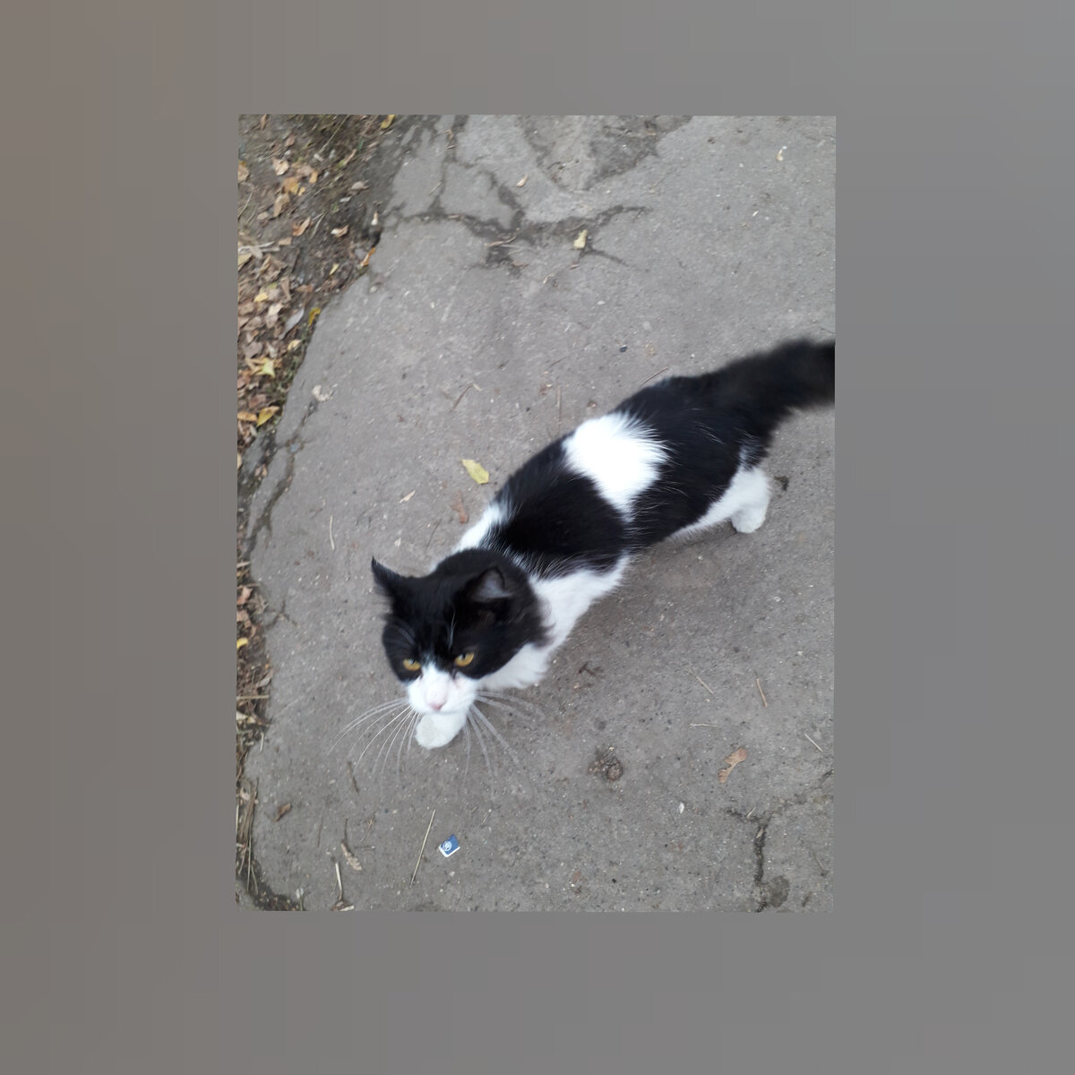 Кот, которого часто встречаю во дворе