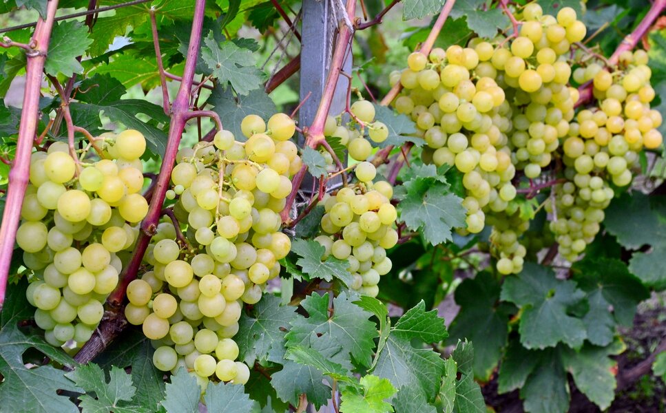 Какие сорта винограда лучше выращивать в Северо- Западном регионе