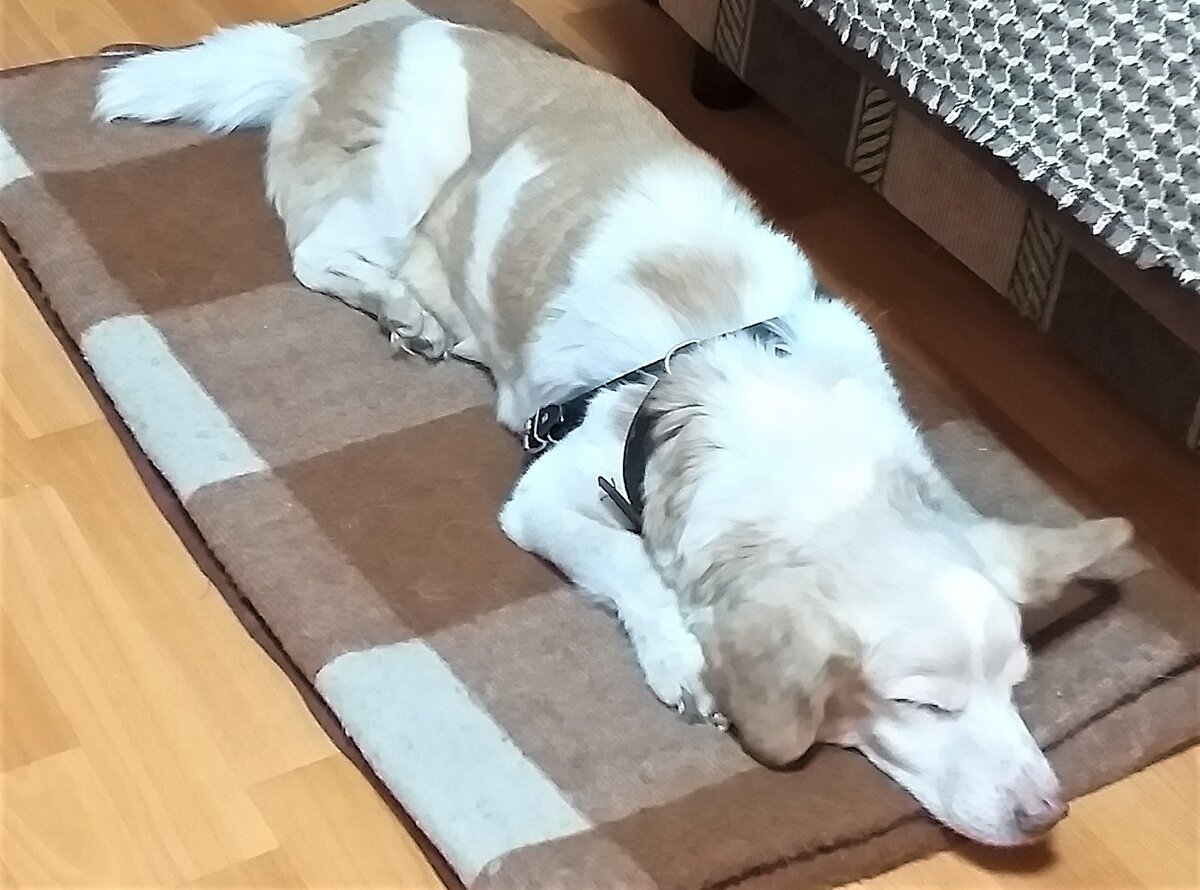 Пит старенький и совсем седой