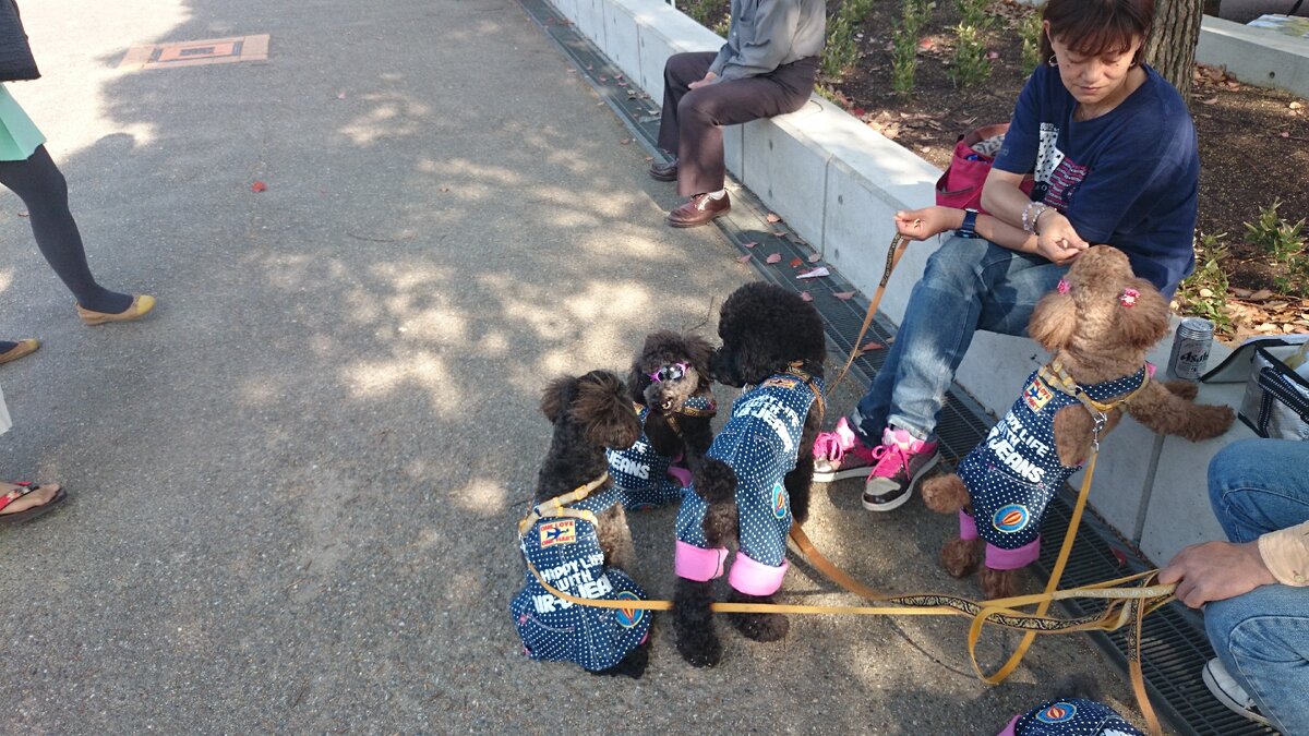 Стая пуделей в Осаке (фото автора)