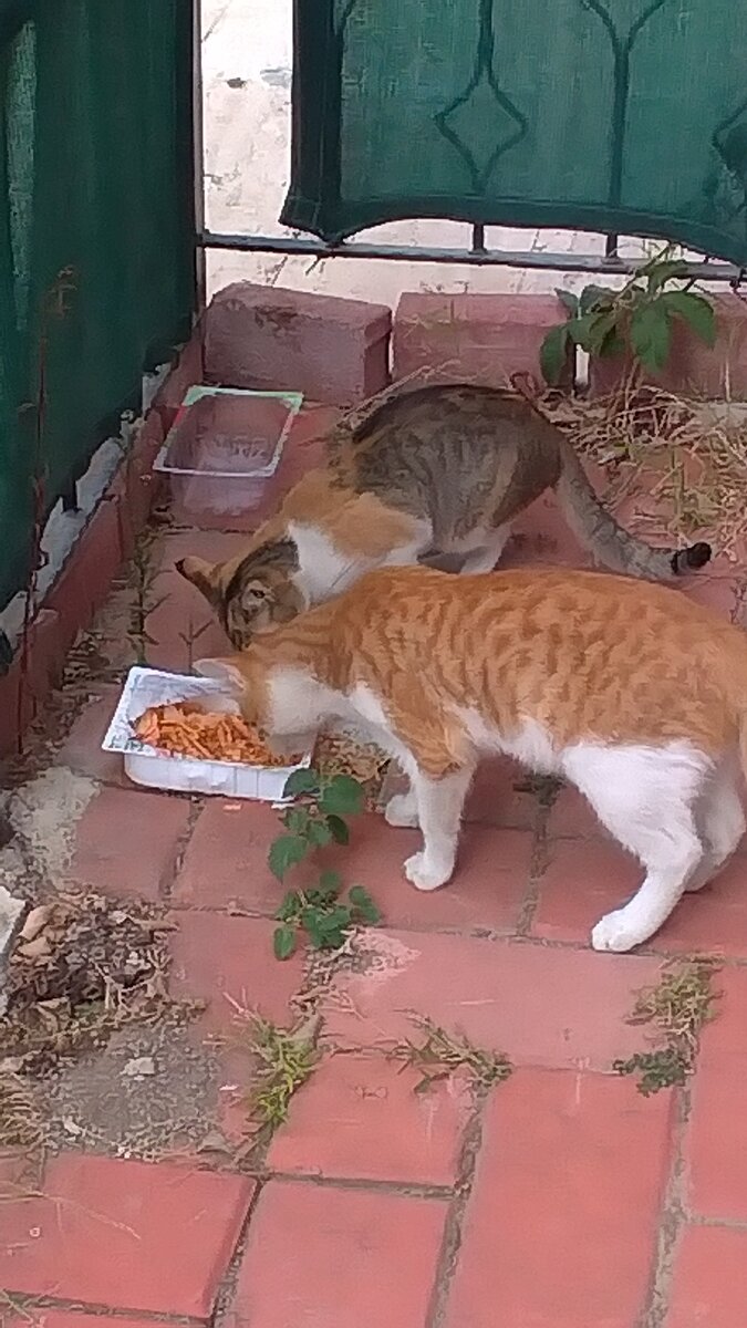 Голодных уличных кошек и собак нет