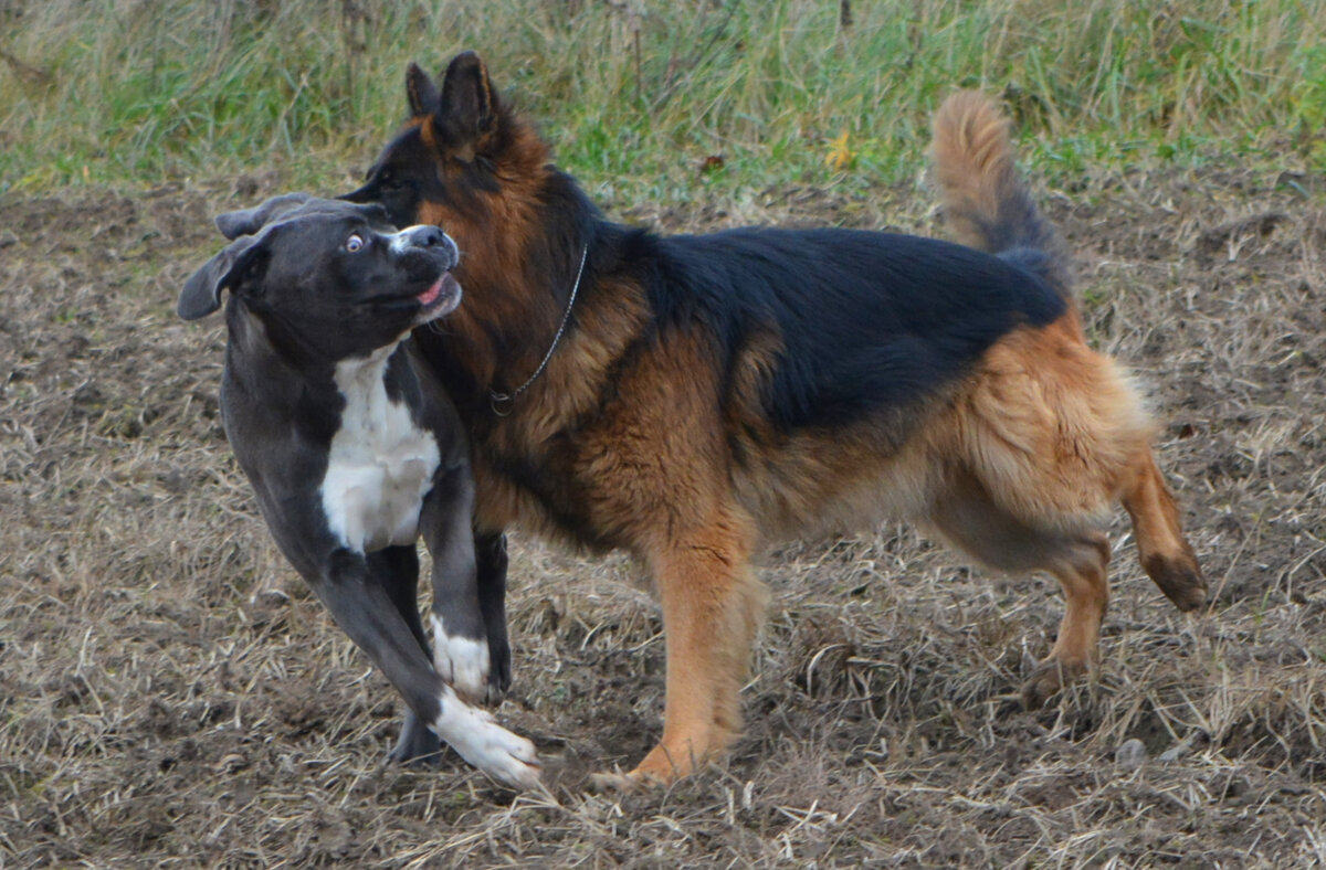 Мэри - собака-кривляка )))