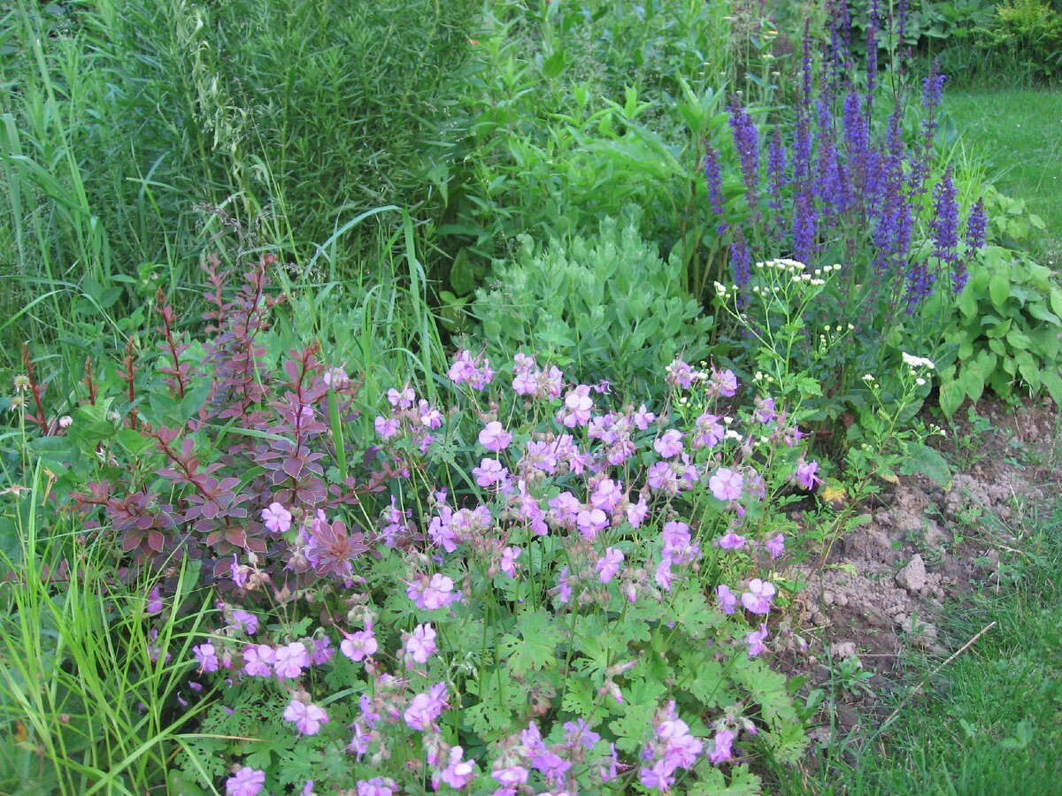 Барбарис и герань близки по оттенкам, шалфей дубравный в этой компании солирует