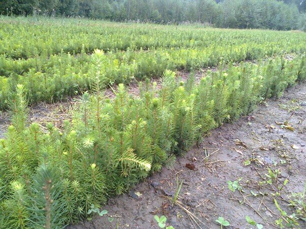 © priroda.permkrai.ru