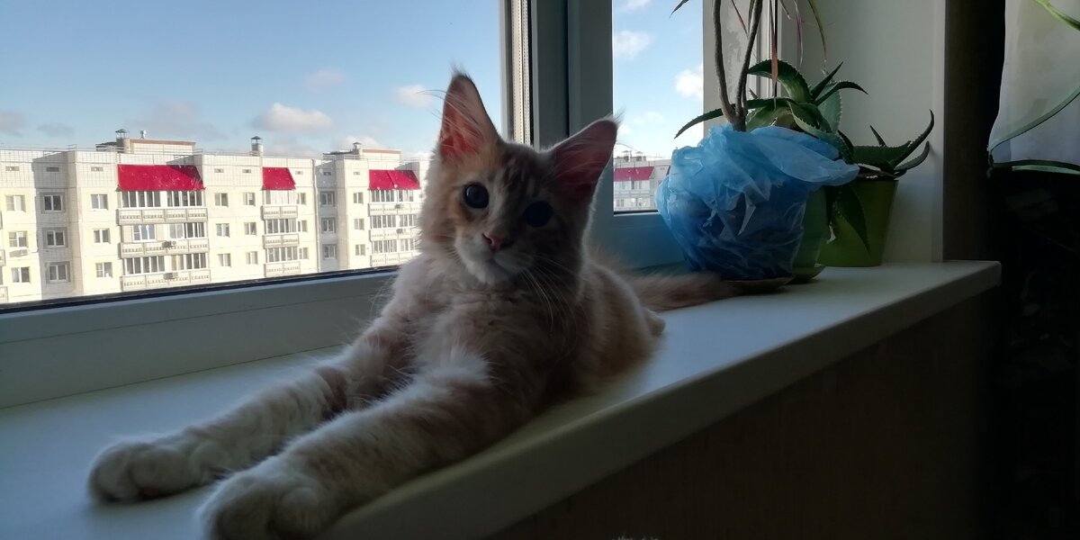 Мейн кун Коржик. 3 месяца. 