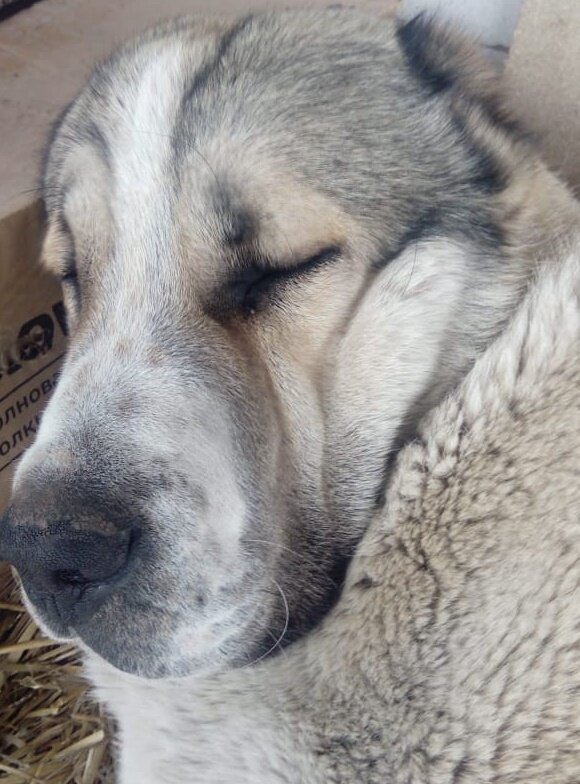 САО - Шафран, тот самый серьёзный щенок, только возрастом уже постарше😄. К сожалению не нашла фотографий с детства😟