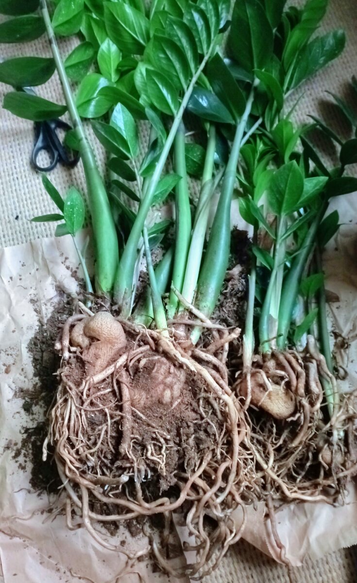 Тут хорошо видны клубни  растения.