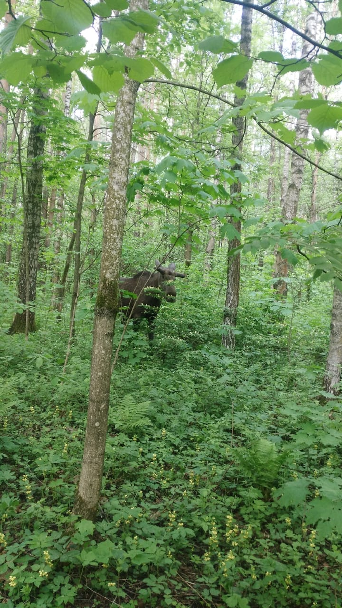 Лось.  Лосиный остров, Москва, 22 мая 2021