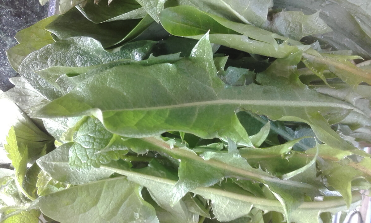 Фото в галерее сделаны автором. Листья одуванчика, собранные на салат