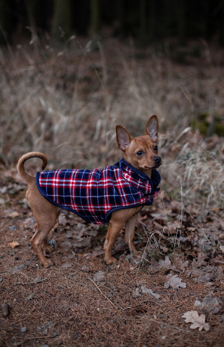 Вязаная одежда для собак – позаботимся о своем питомце