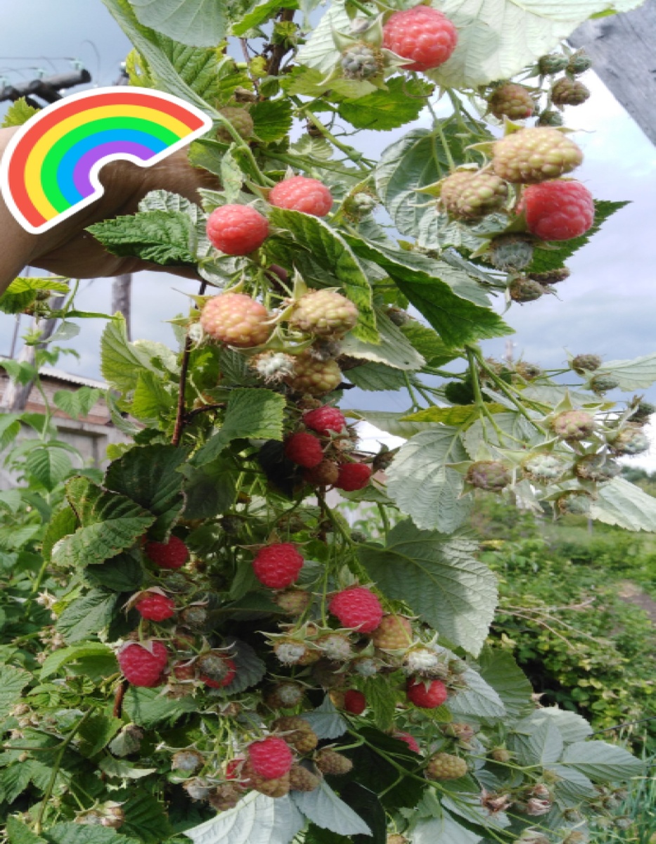 сладка ягода малинка.