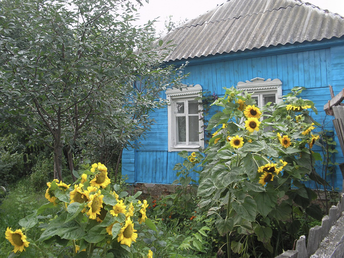 Подсолнечник в огороде фото