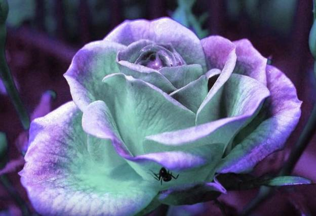 Само изящество и нежность в этих лепестка белых внутри и сиреневых по краю. Она прекрасна как в бутоне, так и распустившаяся.