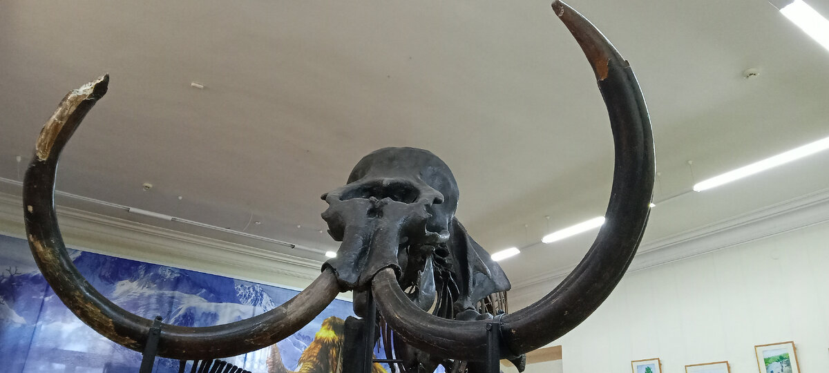 Вот это бивни у Иваныча...