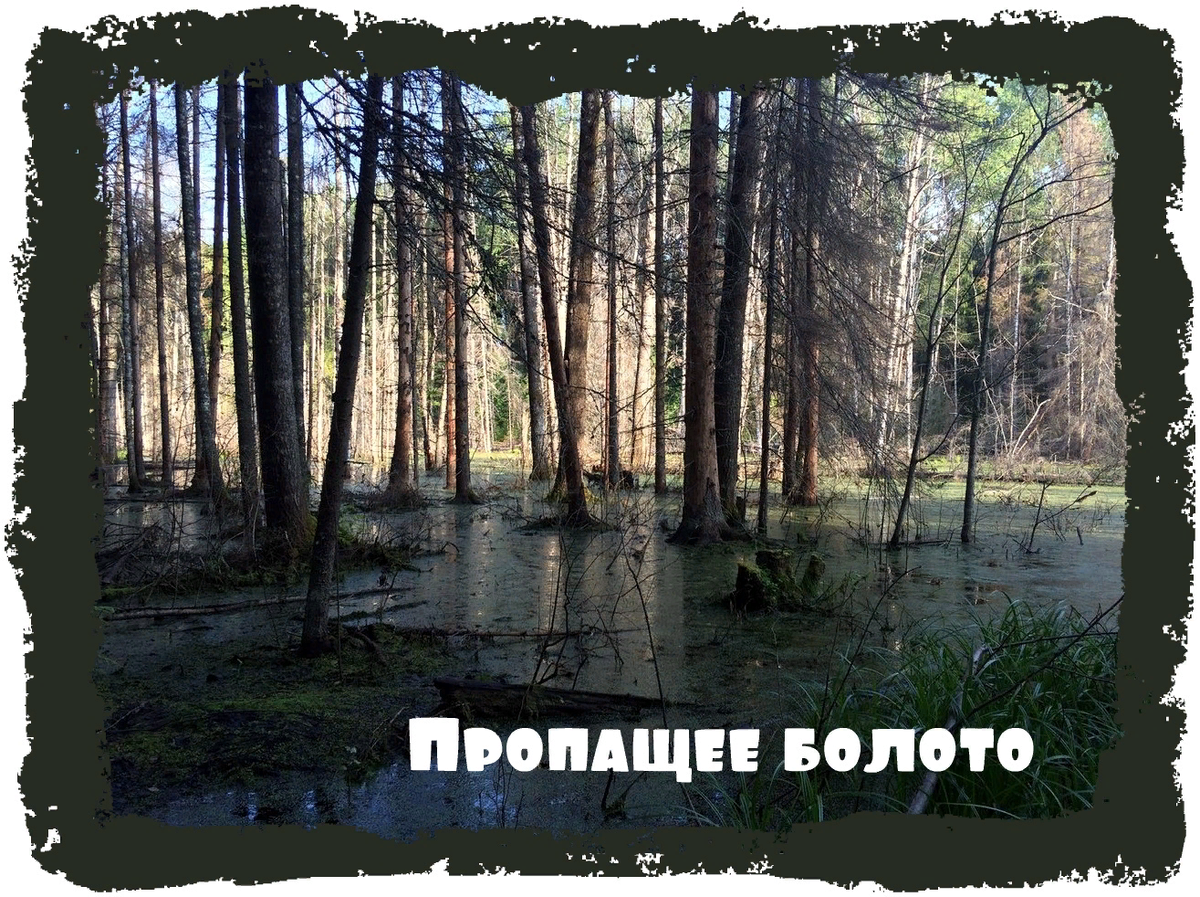 Как раньше называли болото. ШУМИХИНСКОЕ болото. Морово болото Влалимир. Болото ШУМИХИНСКОЕ фото. Моховое болото Новокузнецк.