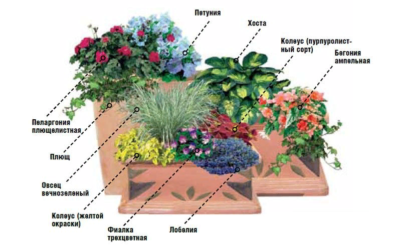 Клумба что посадить схема