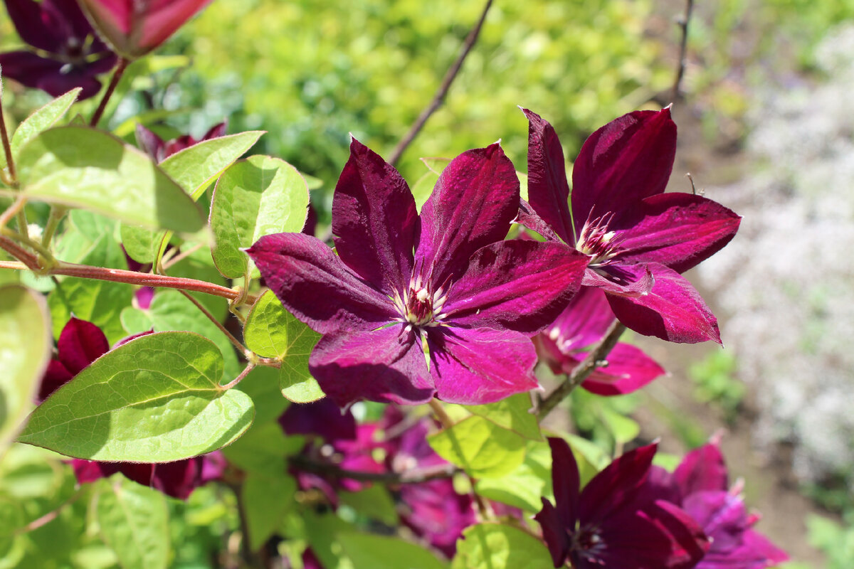 Тот, кто однажды влюбился в клематисы уже не станет прежним - их хочется еще и еще)))