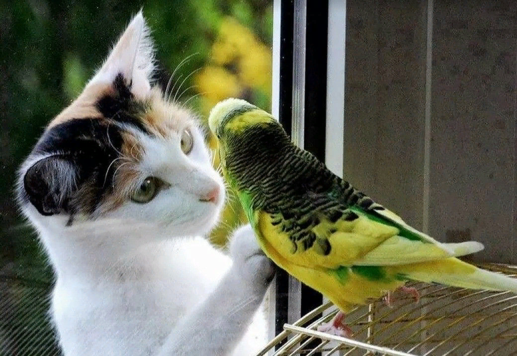Погулять поесть. Кот и попугай. Котенок и попугай. Кот с попугаем. Кот дружит с попугаем.