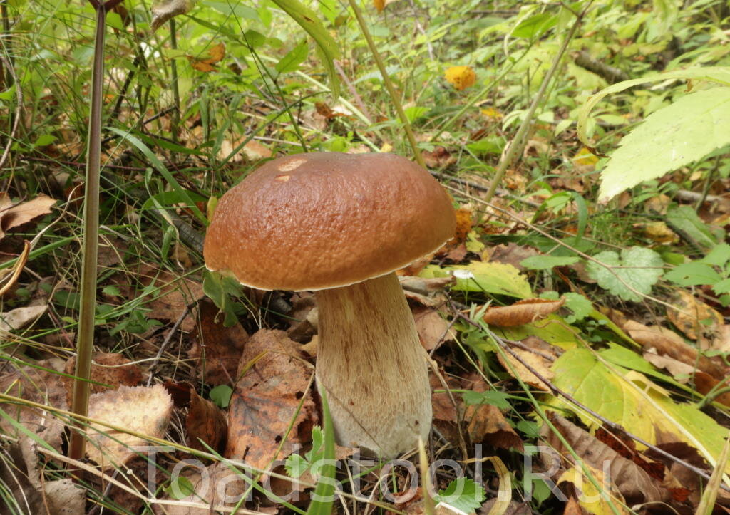 Березовые белые с того самого похода (фото И.Лебединского)